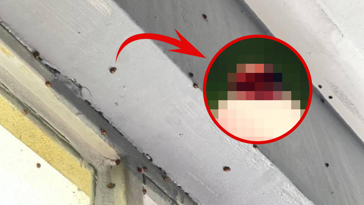 Kapınızı, pencerenizi, her deliği kapatın! Cadde ve evleri böcekler istila etti: Köy sakinleri "kurtarın bizi" diye yalvarıyor