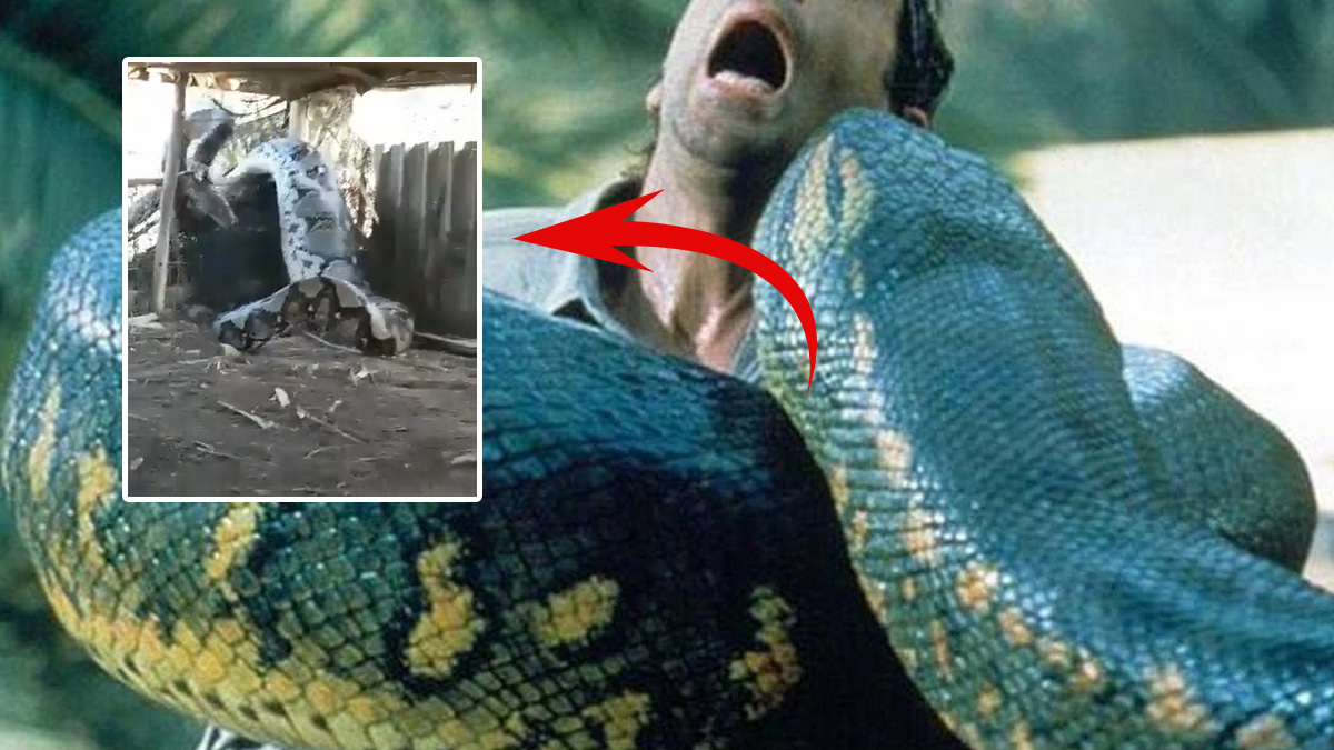 Dev piton bir insanı tek lokmada yuttu! Film sahnesi değil gerçek... Görenler gözlerine inanamadı