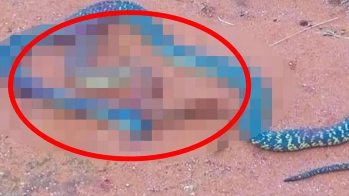 Kobranın ağzından çıkanlara kimse inanamadı! O vaziyette onları oraya nasıl soktun?