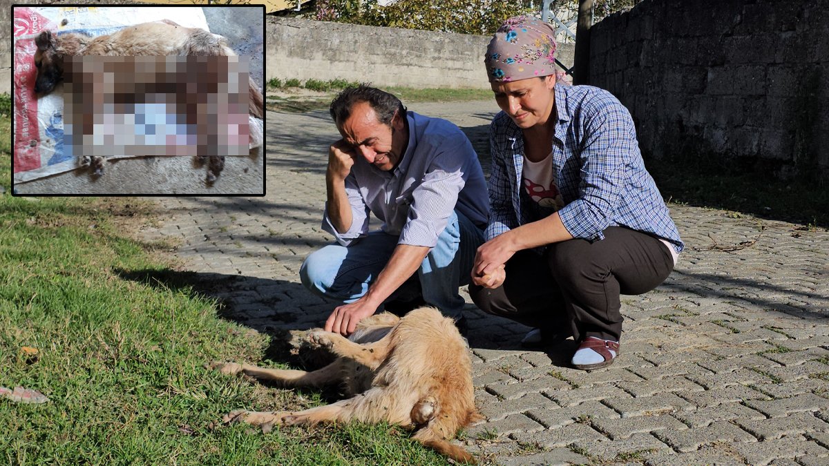 10 yıl içinde 15 köpeği katlettiler: Bu kez Tüylü'yü öldürdüler