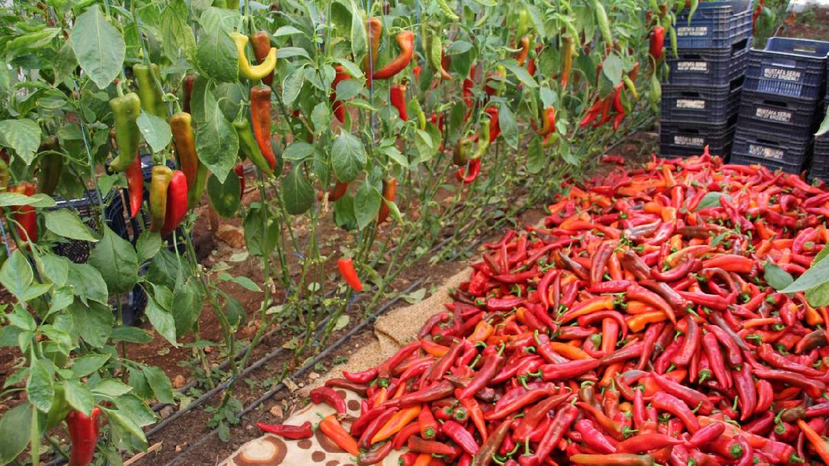 Kış hazırlığı yapmanın tam zamanı! Salçalık biber fiyatları en dibi gördü: Alıcı mutlu üretici ise isyanda