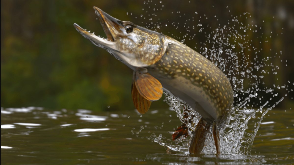 Turna Balığı: Türkiye'nin Gizemli Su Canavarı