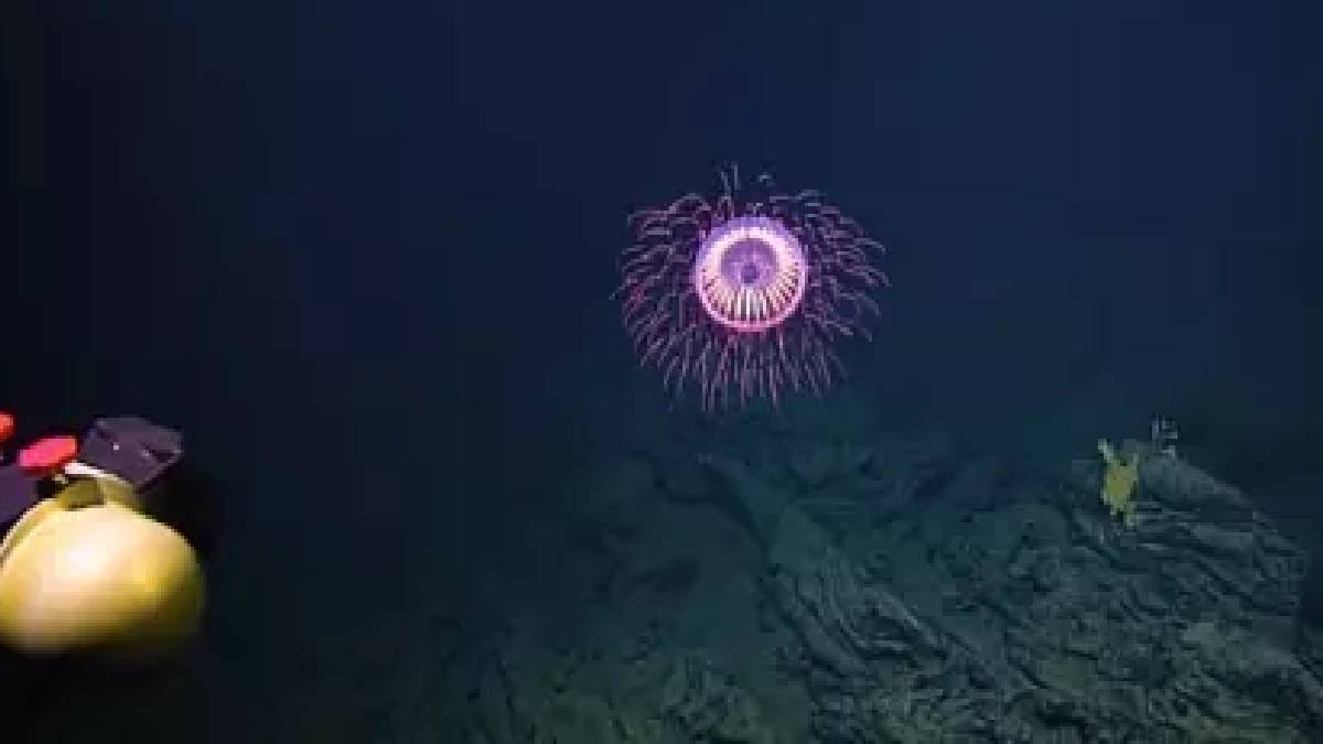 Gören bir şeye benzetemese de o tam bir tehlike! Bir çok kişi ilk kez görüyor: 4.000 ft derinlikte yaşıyor