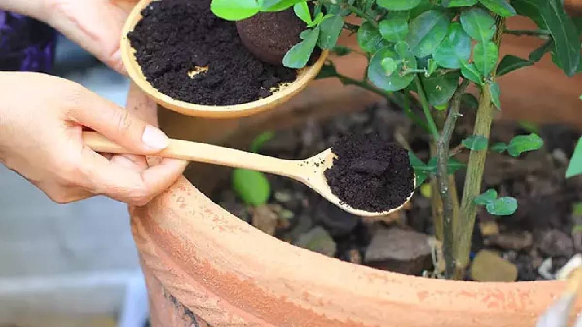 Çiçek toprağına 1 kaşık ekleyin yalnızca 2 gün bekleyin! Ölmüş çiçeklerinizi bile coşturacak