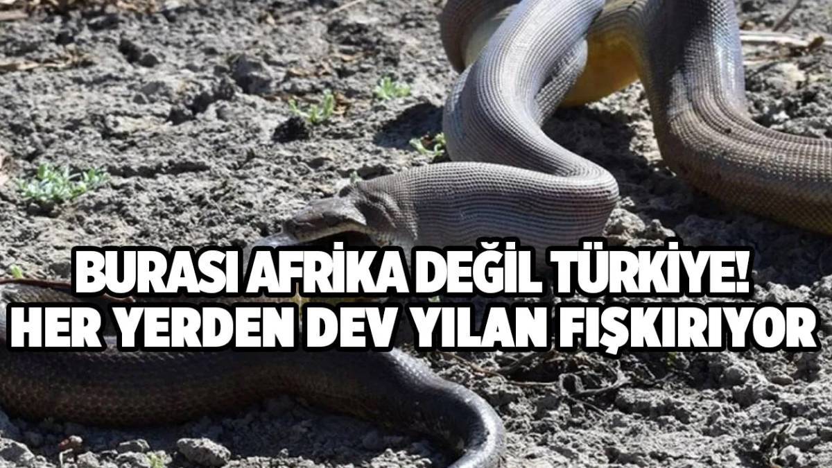 Burası Afrika, Amerika değil Antalya... 10 metreye kadar büyüyor... Sitenin kapısına dolanan canavarı görenler polisi aradı