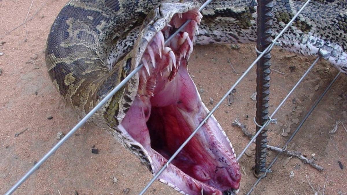 Sosyal medya şovu pahalıya patladı! Dünyanın en ölümcül yaratığı canlı yayında saldırdı...