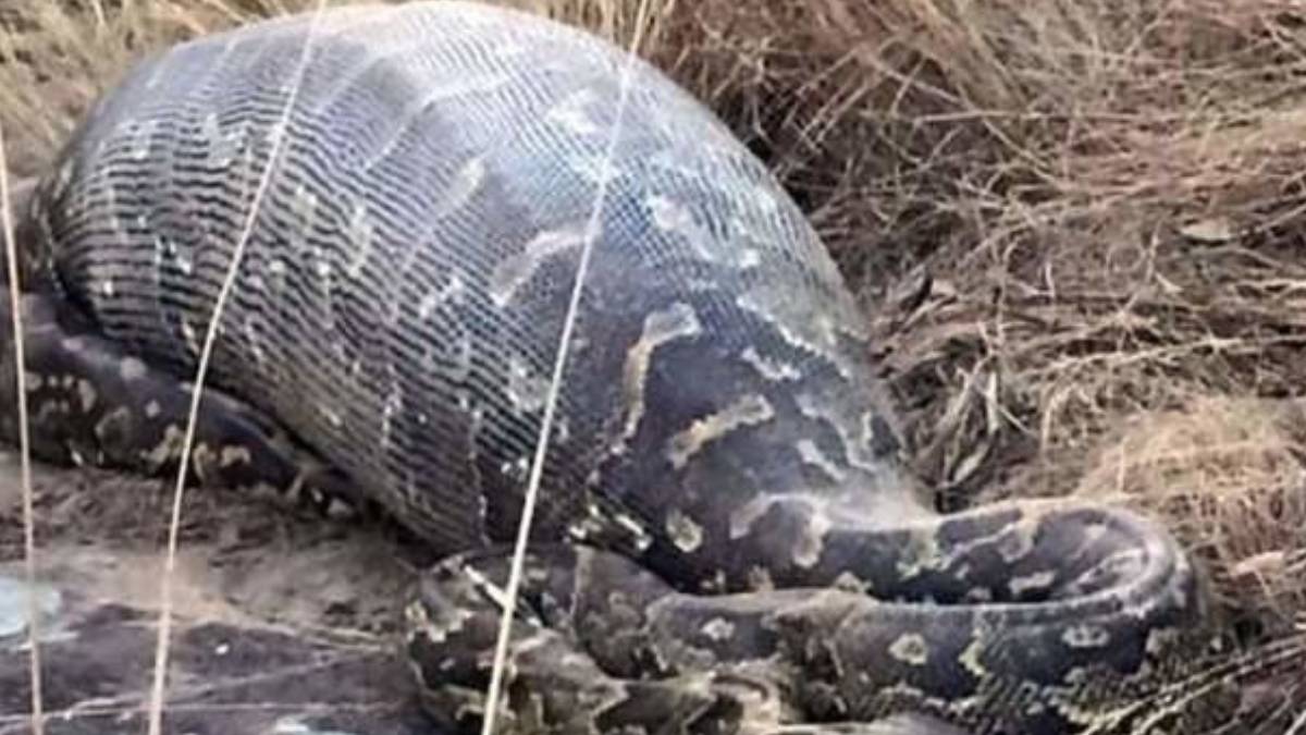 Dünyanın en uzun yılanı ile karşılaşmaya hazır mısınız? Dev piton şişmiş görüntüsü ile şoke etti! Öyle bir şey yutmuş ki...