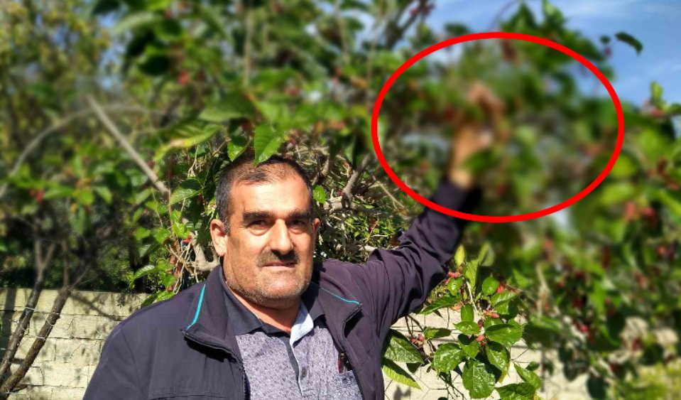 Yılda sadece bir kez meyve veriyordu... Ama o ağaç ikinci kez yeniden meyve verdi: Üreticiler şaşkın