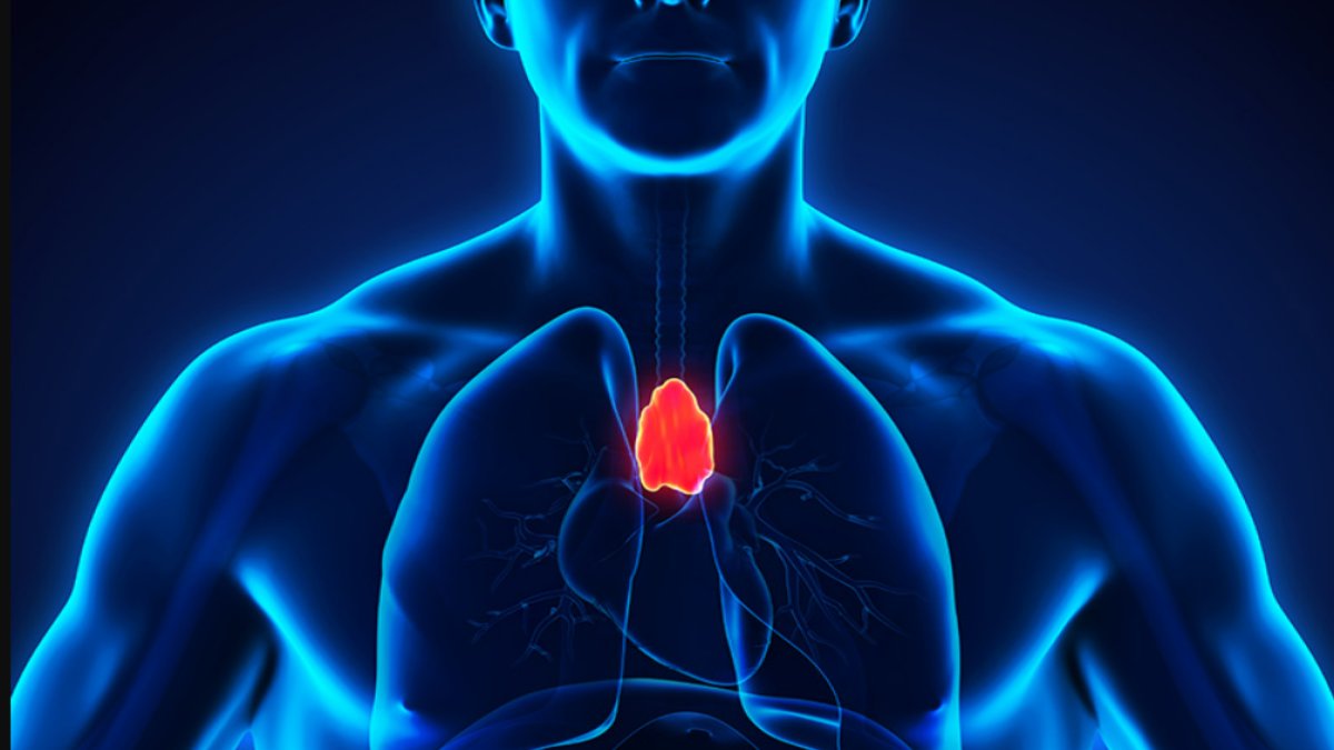 Timus Bezi: Kadın Sağlığında Önemli Bir Rol Oynayan Organ