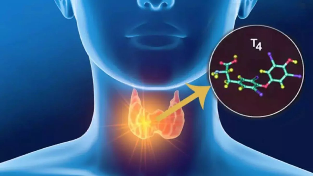 Tiroksin Hormonu: Vücudumuzun Hızlı Motoru