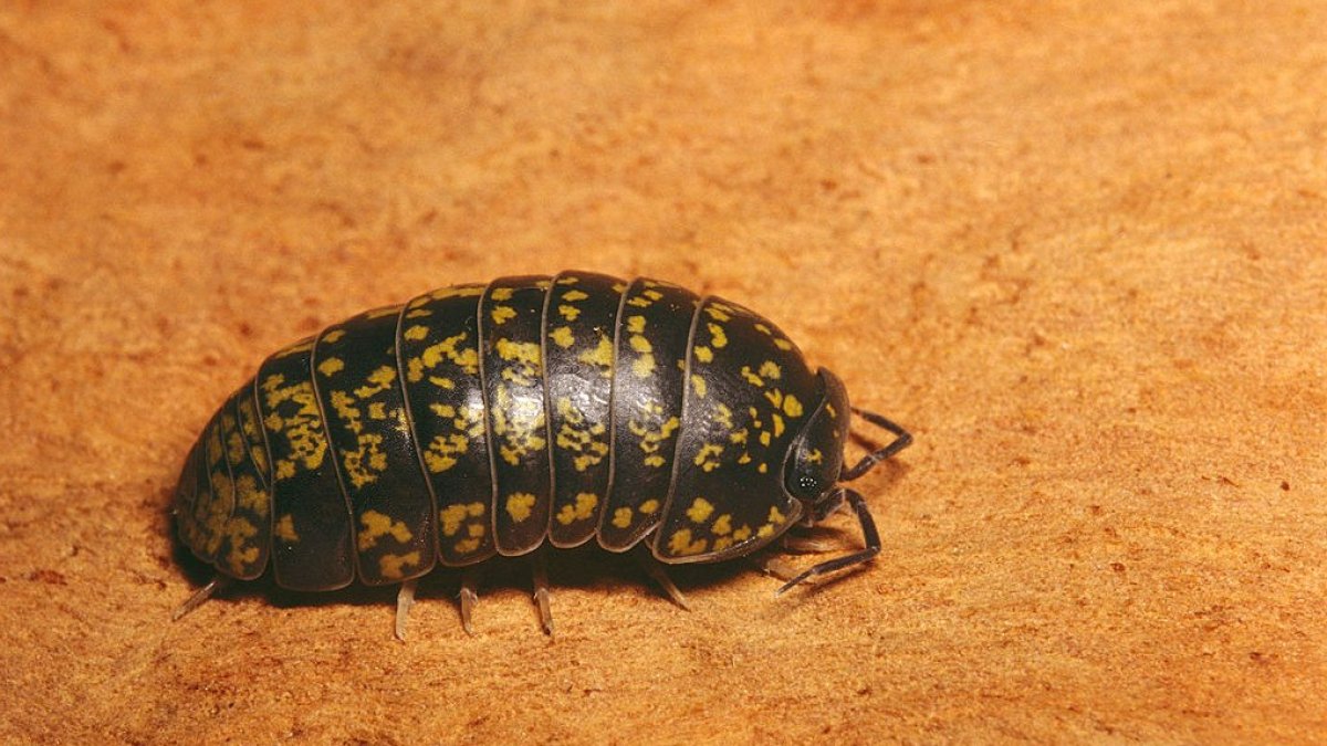 Tesbih Böceği: Doğanın Gizemli Yaratığı