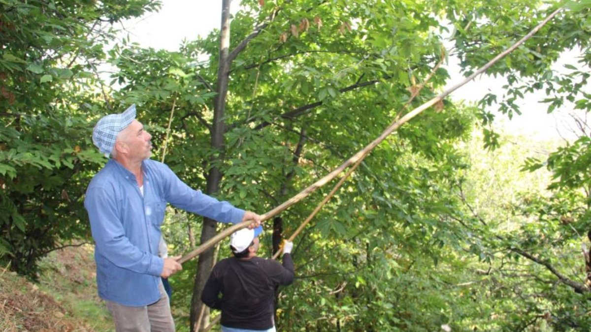 İşi duyan Aydın’a İzmir’e akın ediyor! Günlüğü tam 2000 TL