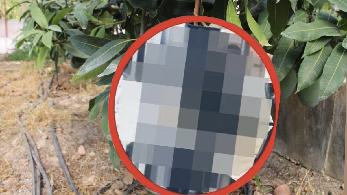 Bu meyvenin parası 7 sülalenize yeter! Tanesi bin liradan kapış kapış gidiyor! Duyan fidanını alıyor