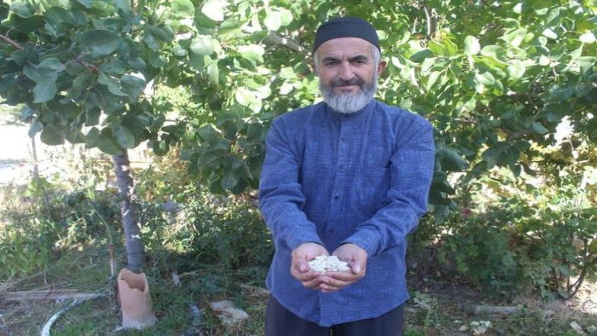 Çin’den 25 yıl önce getirdiği tohum tarlasına bereket yağdırdı! Herkes o tohumun peşinde