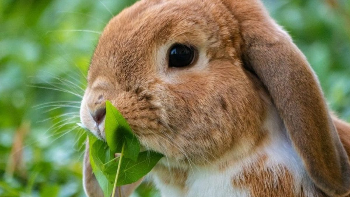 Tavşanlar Nerede Yaşar: Türkiye'nin Vahşi Hayatı Hakkında Bilmeniz Gerekenler