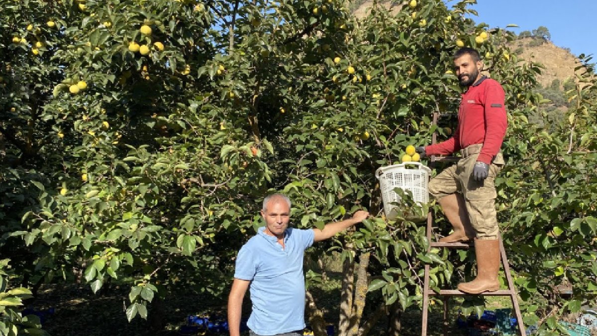Manisalılara tonlarca para kazandıran meyve! Taleplere yetişemiyorlar! Kilosu 200 lira
