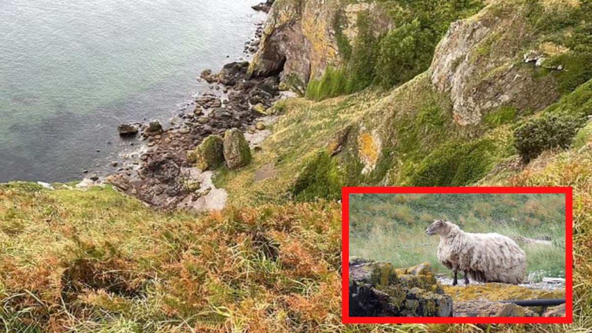 Dünyanın en yalnız koyunu! İki yıl boyunca orada kurtarılmayı bekledi ve hala bekliyor