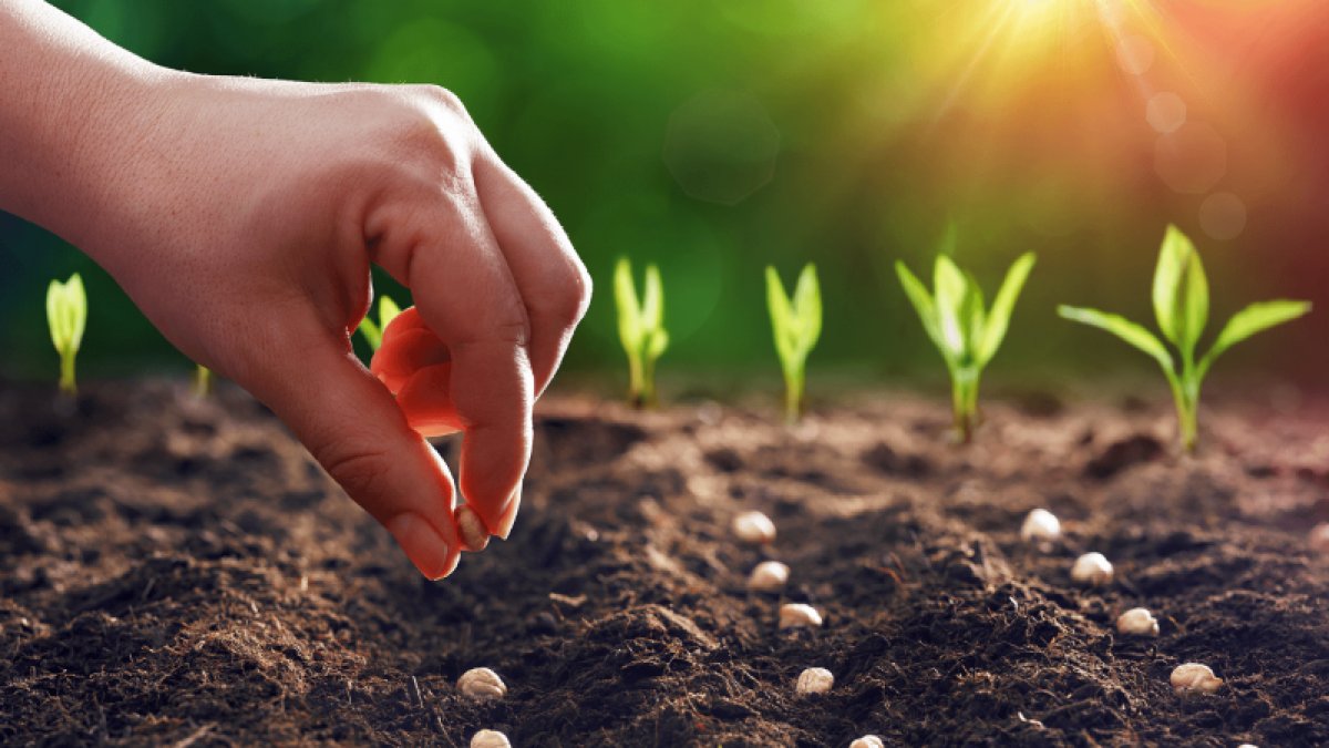 Tarım Nedir? Türkiye'de Tarımın Önemi ve Geleceği