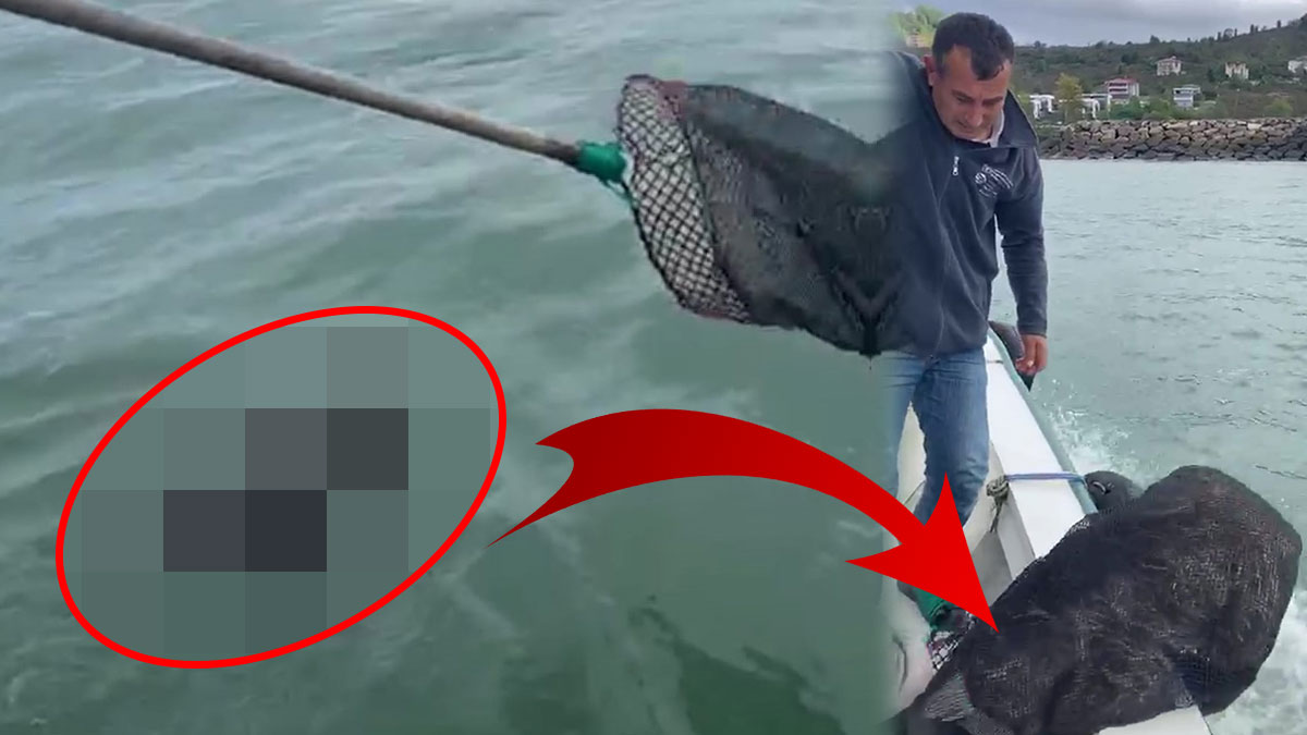 Bu hayvanın denizde ne işi var! Balıkçı ağına takılan hayvanı görenler hayrete düştü
