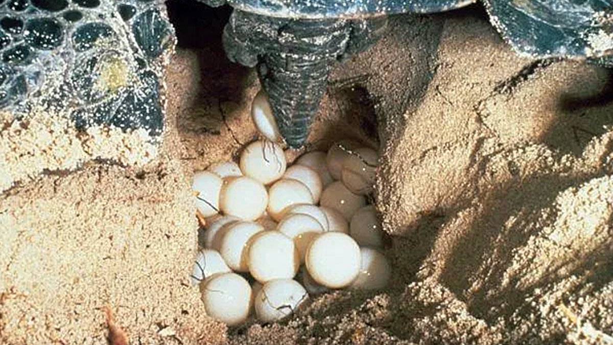 Dünyanın sonunun geldiğinin işareti: Artık yumurtalardan sadece dişi yavrular çıkıyor!