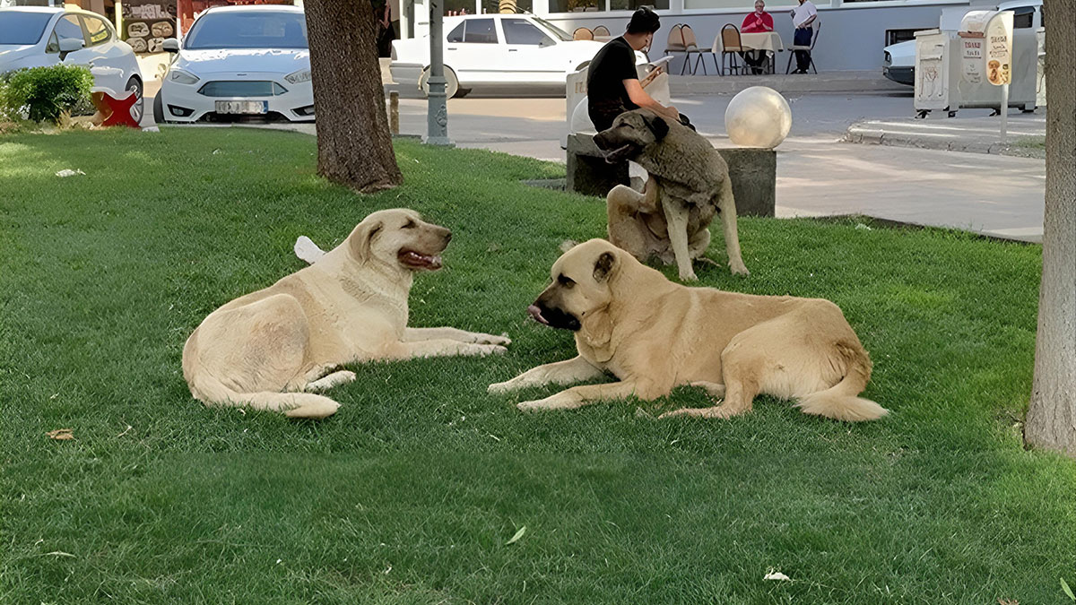 Köpek saldırısına uğradığınızda hemen bunları uygulayın! Uzmanından hayat kurtaran 3 tavsiye