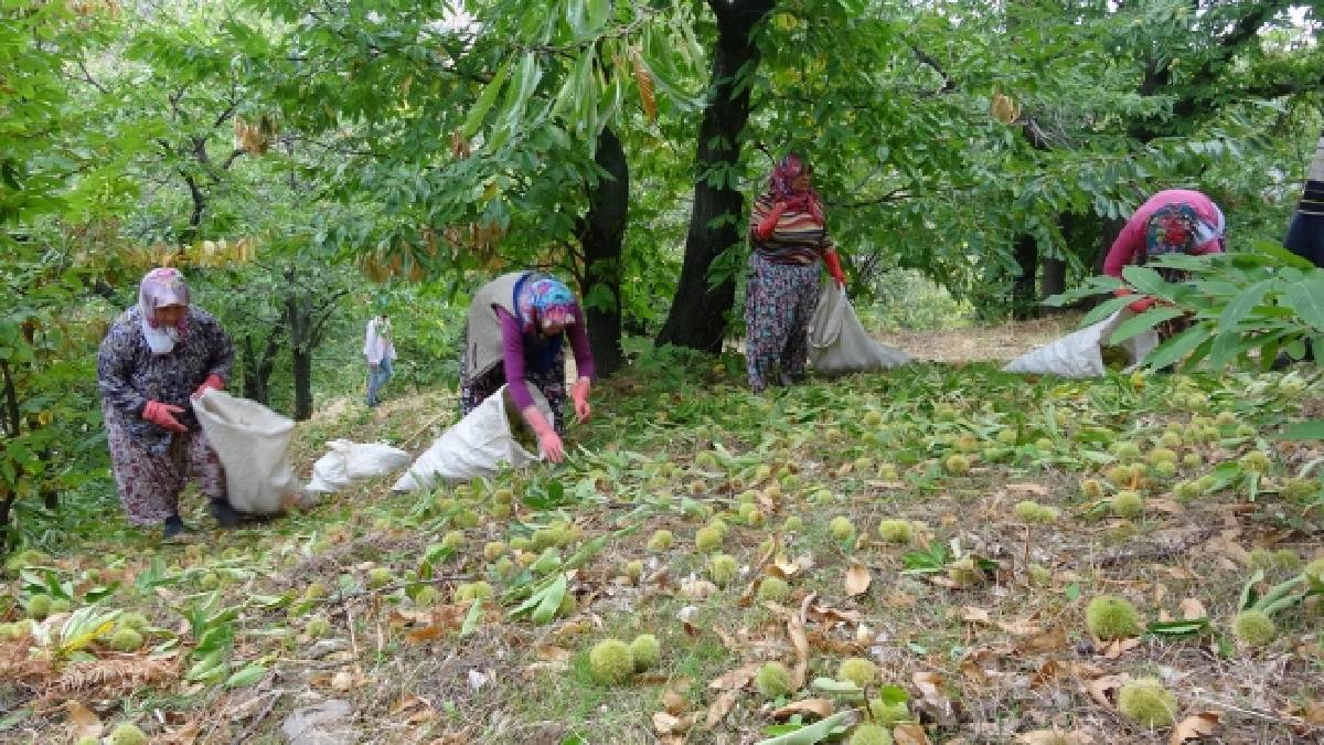 Köylüler dağdan binbir emekle topluyor! O şehirde tek bir tezgahta satılıyor! Kilosu ise 200 TL'ye dayanıyor