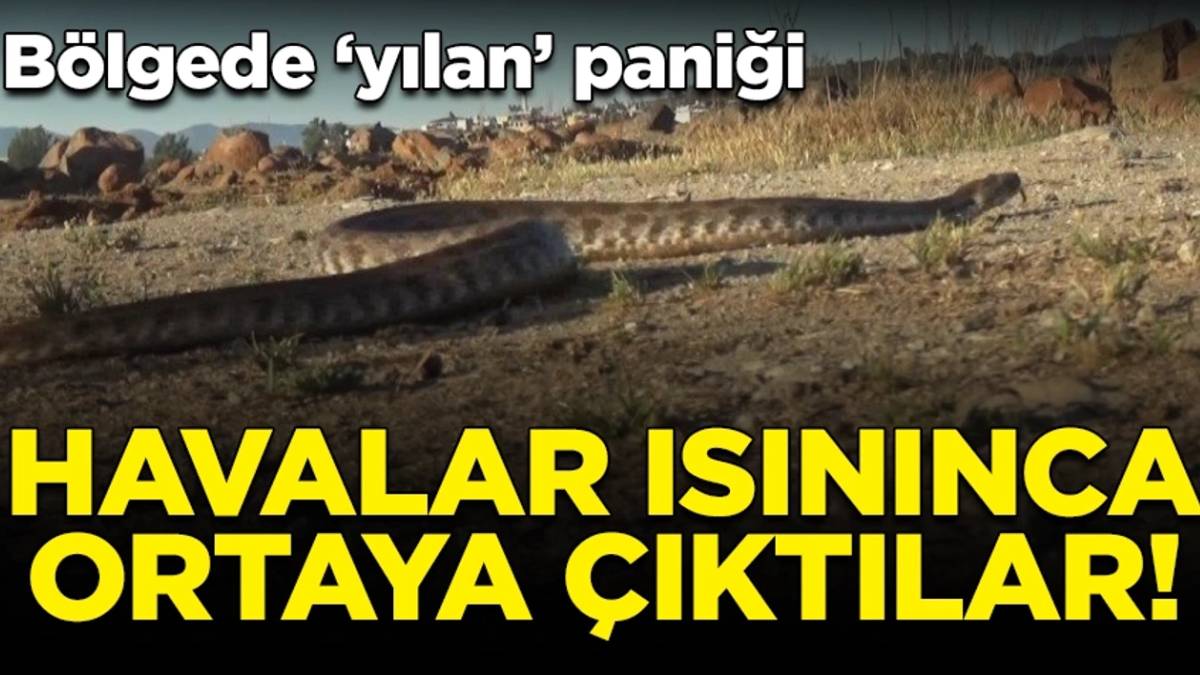2,5 metrelik yılan paniği! Bu mevsimde olacak iş değil... Kimse inanamadı