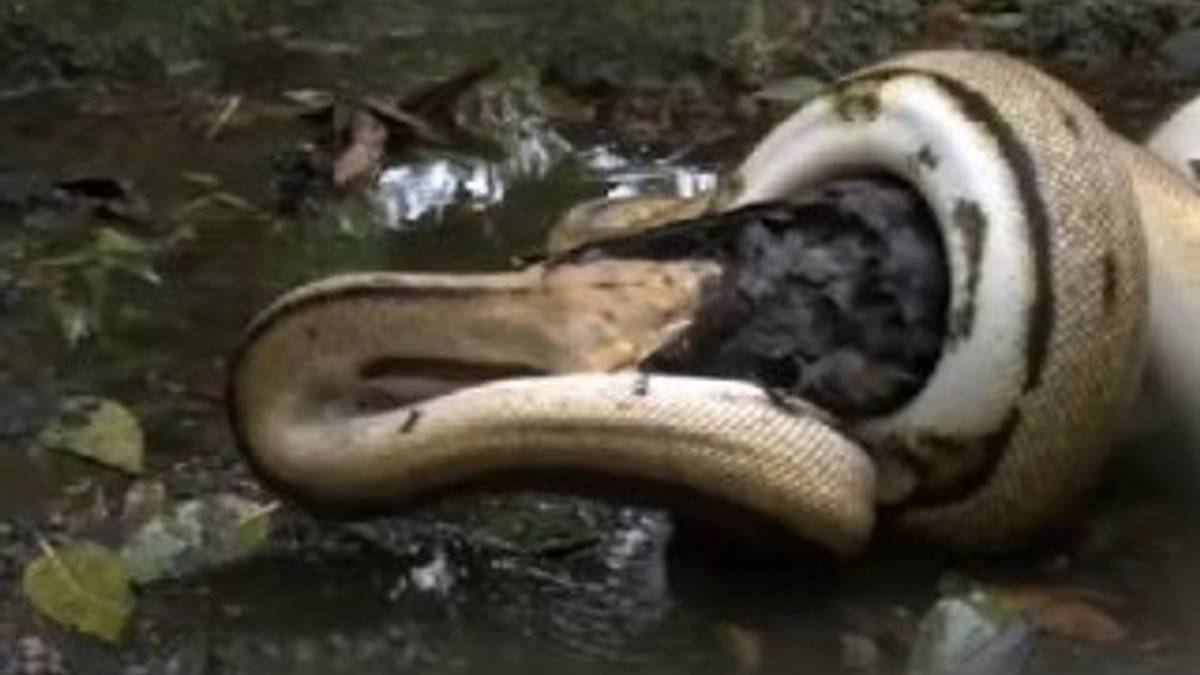 Bu görüntüleri izlerken kanınız donacak. 5 metrelik piton avını saniyeler içinde yuttu! Çığlıklar içinde midesine indirdi