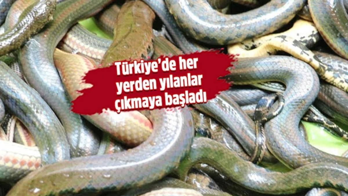 1 metrelik yılan paniği! Mutfaklarına kadar girmeyi başardı... Ev ahalisi hayatının şokunu yaşadı