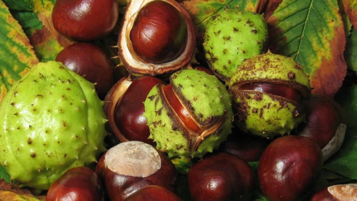 At kestanesi kremi faydaları