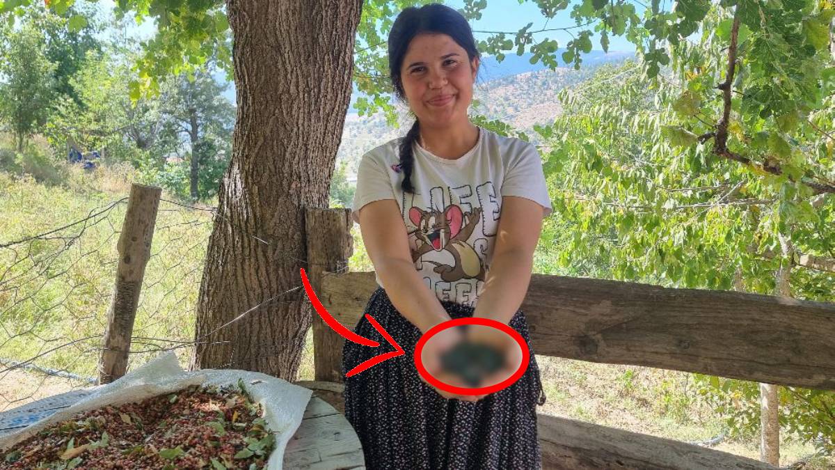 Yamaçlardan toplanıyor kahveye rakip oluyor! En iyisi de Toroslarda yetişiyor! Kilosu ise 80 TL