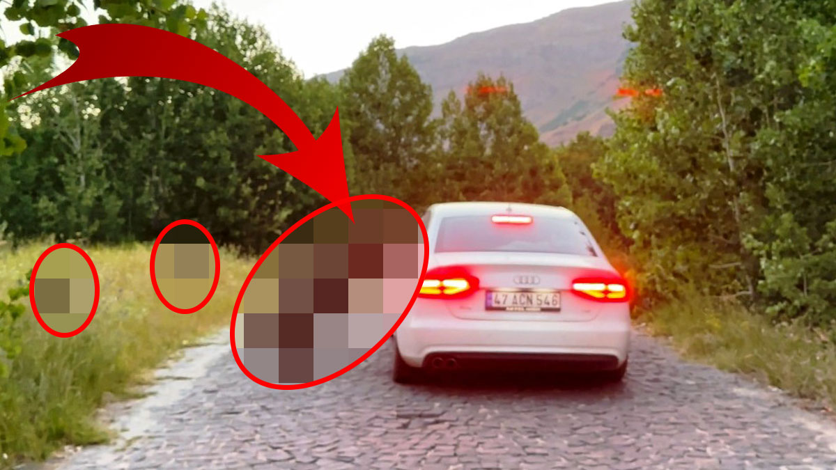 Ormanda kol geziyorlar: Artık araçları durdurup yiyecek istiyorlar! Tek başınıza buradan asla geçmeyin