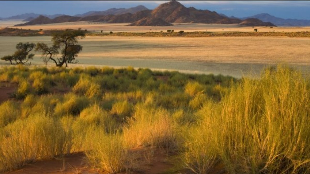 Step İklimi Nedir? - Bir İklim Değişikliği Analizi