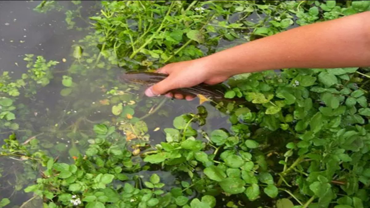 Su Teresi: Doğanın Bir Hediyesi