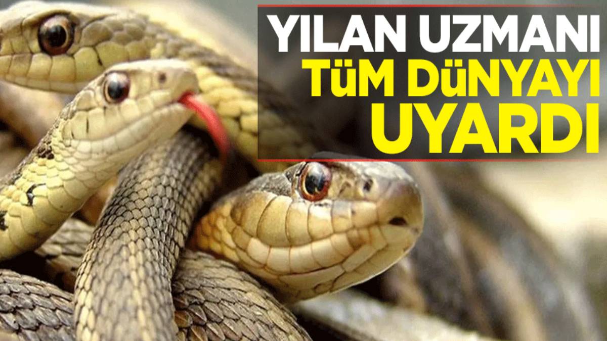Deneyimli yılan uzmanı gittiği evde hayatının şokunu yaşadı! Dev yılanı karşısında gördüğü gibi...