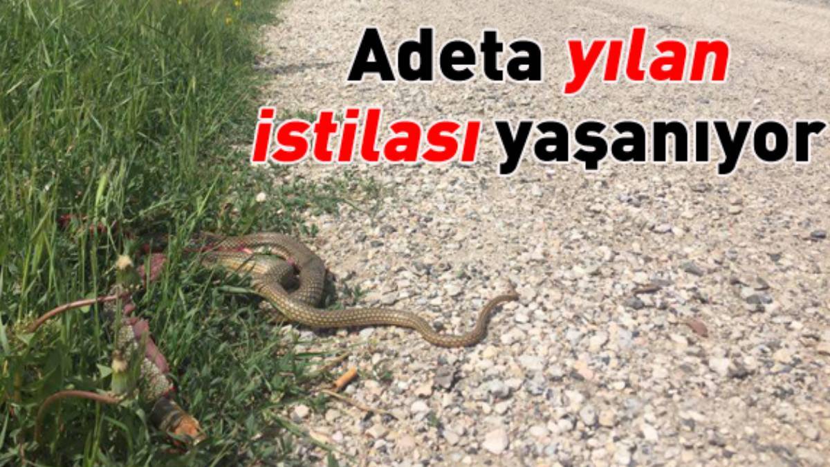 Burası Amerika değil Türkiye! Dev yılanlar mahallede bulunan evlere akın akın girmeye başladı... O ilimizde istila başladı!