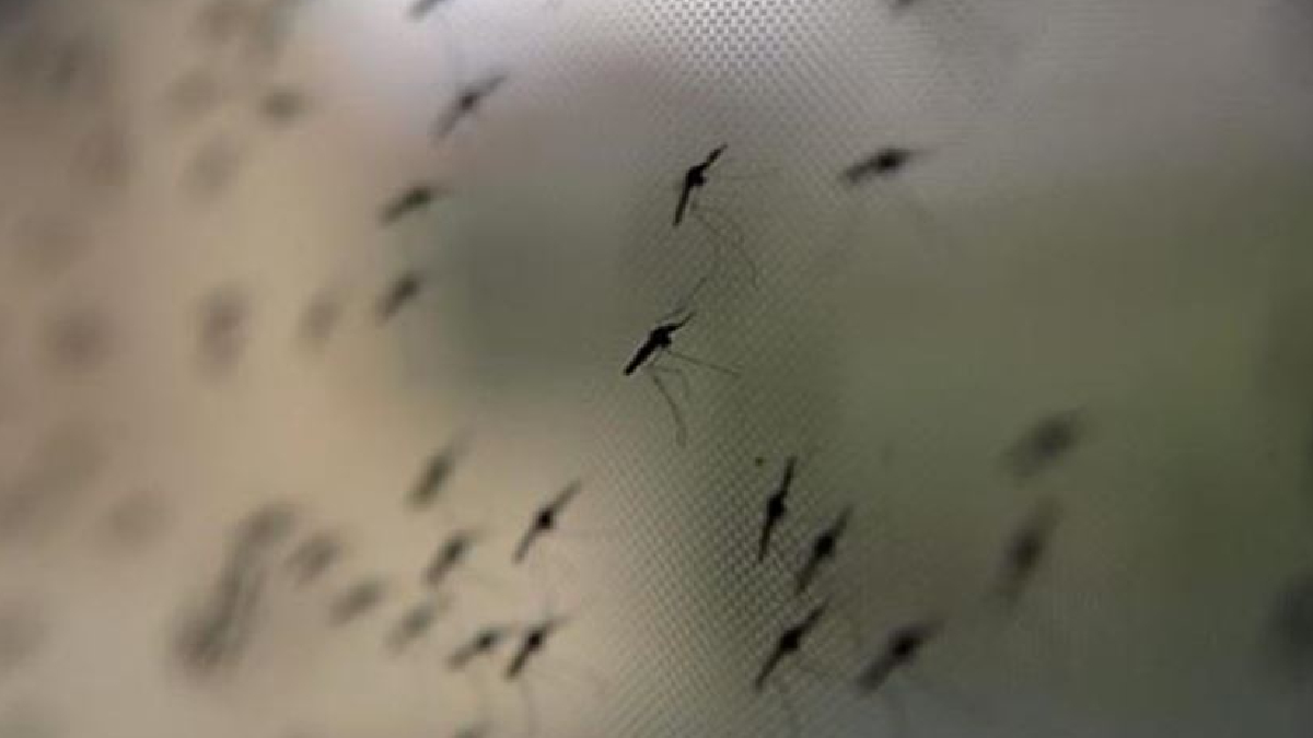 California’da iki vaka: Dang humması ABD’ye sıçradı!