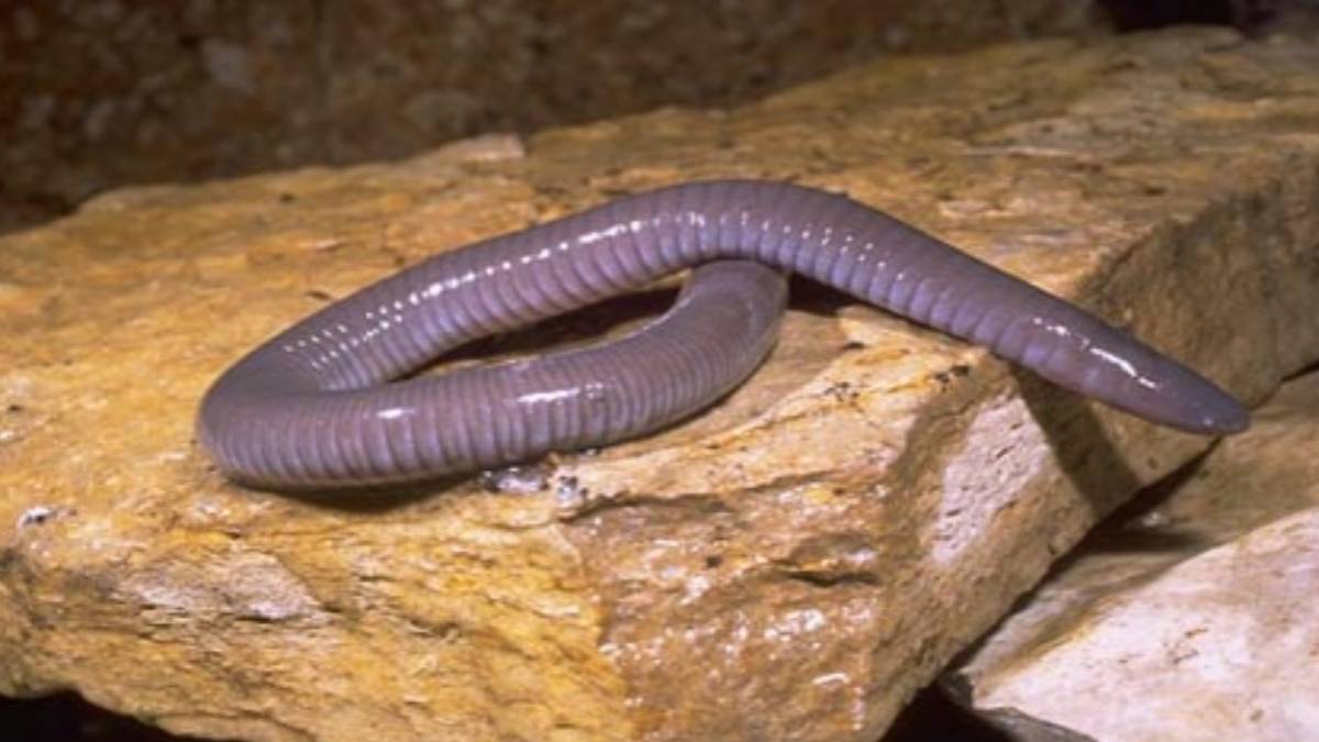 Çıkar çıkmaz kendi annesini yiyor! İşte yeraltının en korkunç canlıları