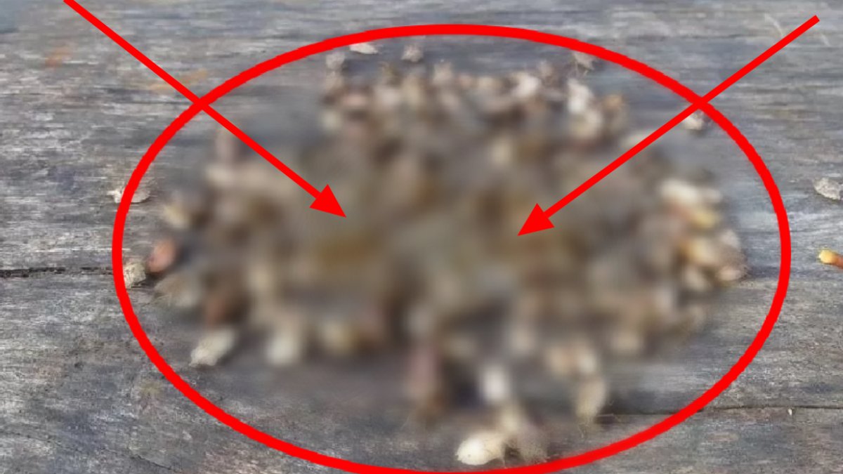 Karadeniz'de olağanüstü hal! Tehlike gittikçe büyüyor, böyle giderse Karadeniz'i yiyip bitirecekler, uzmanlar acil durum dedi...