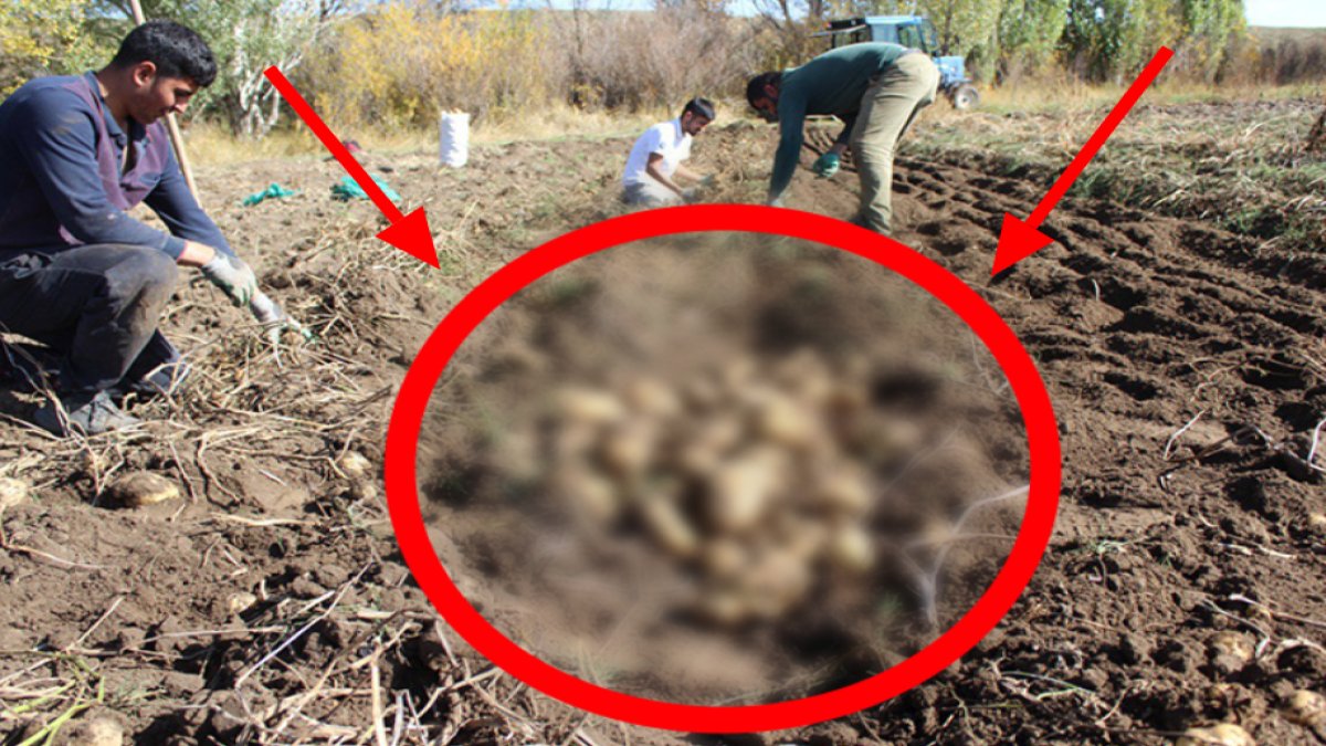 İmece usulü toplanıyor! Yöre halkı gelirini hep birlikte elde ediyor: Doğal gübreyle yetişiyor: Verimi bol, tonla ürün toplandı