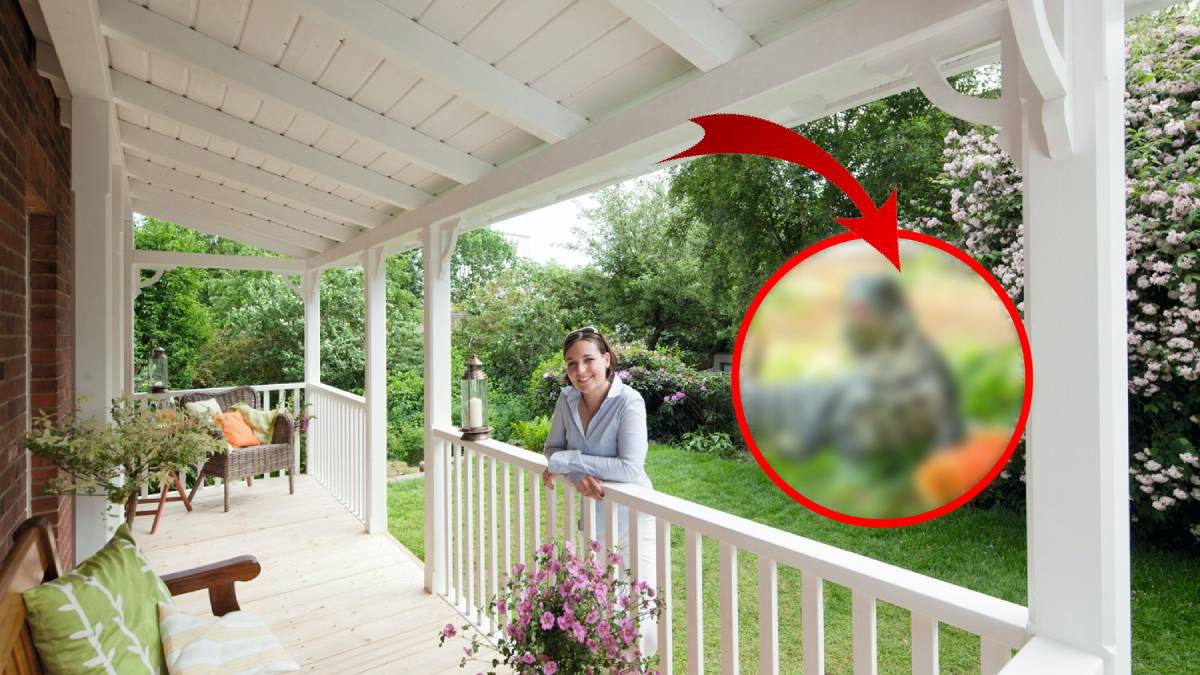 Verandayı kaldırdı şoka uğradı! Tam 1 metrelik canavarla yaşamış! Meğer uzun zamandır oradaymış