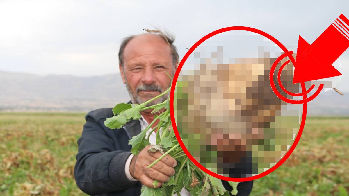 Çiftçinin tatlı mesaisi başladı! Resmen bir servet kazandırıyor: Ton başına 1.855 TL ödeme! Dünyanın gözü orada