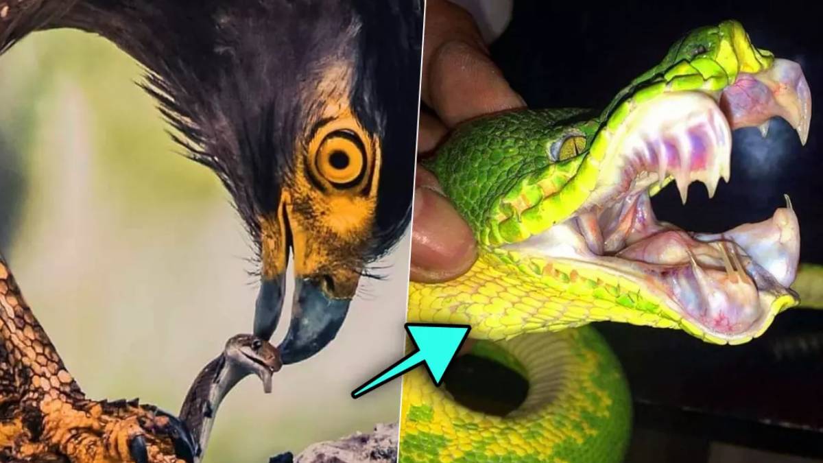Bu sefer yılan göklerin kralına yem oldu! Tek hamle ile canını aldı: Kafasını ezip kalbini aldı...