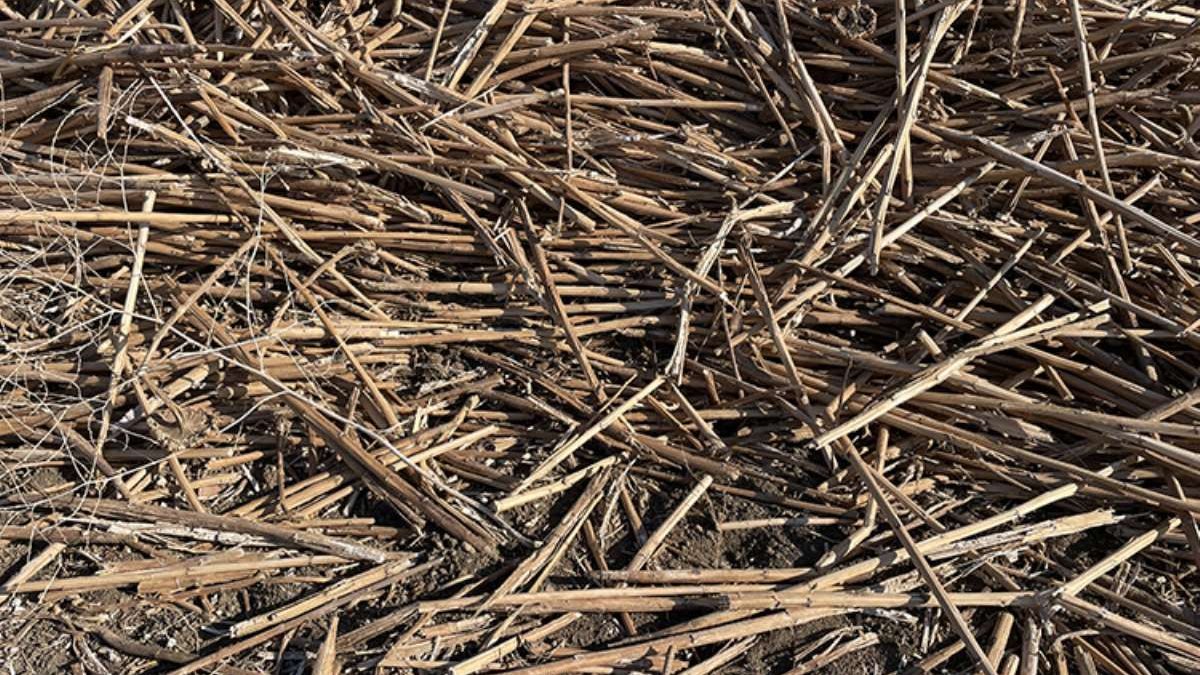 Trakyalılara müjdeler olsun! Tarlasına bahçesine eken paraya para demiyecek! Artık sapı da çok değerli