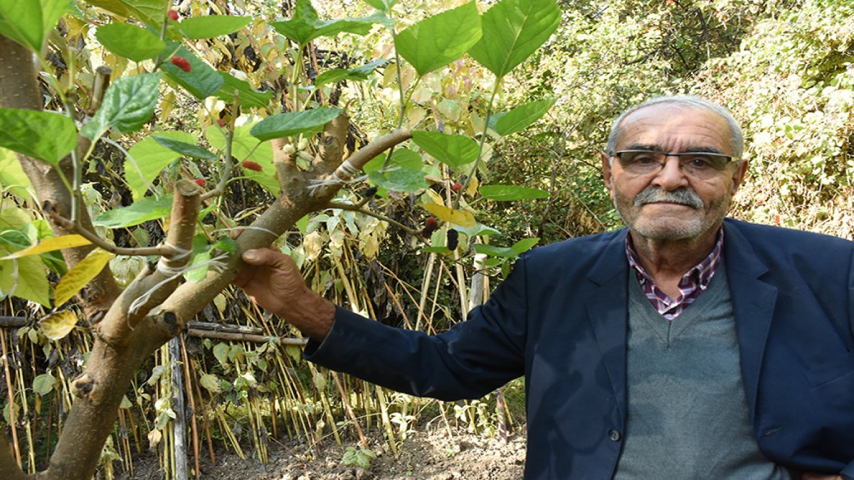 Malatya’da kayısıya rakip geldi! Yılda 2 kez meyve veriyor! Duyan bağ bahçe demeden ekiyor
