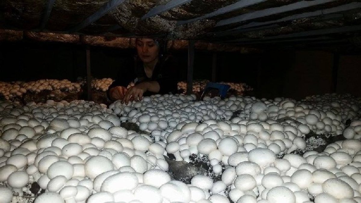 Bir kere eken tonlarca hasat topluyor! Devlet desteği de var! Resmen para musluğu