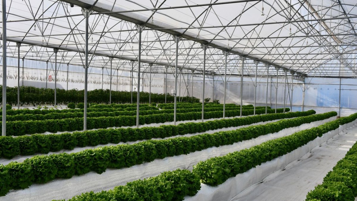 Kocaelililer tarımda devrim yaptı! Topraksız ekip biçiyorlar! Hem ekonomik hem uzun ömürlü