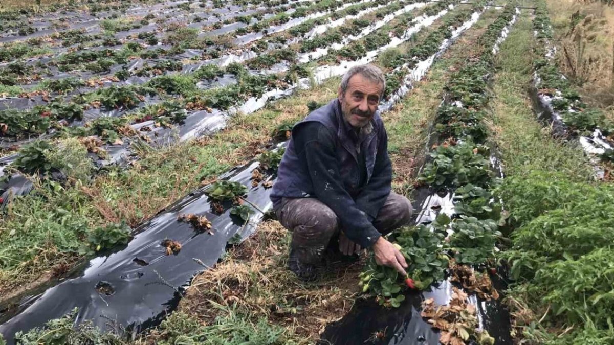 Konyalılar imkansızı başardı! Tarlaya bağa bereket yağdı! Hasadı tonlarca