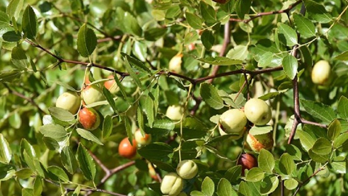 Emekliler bu işle köşeyi dönüyor! Yıllardır parayı aklını kullanarak kazandı, 40 dekarlık araziden resmen altın topluyor