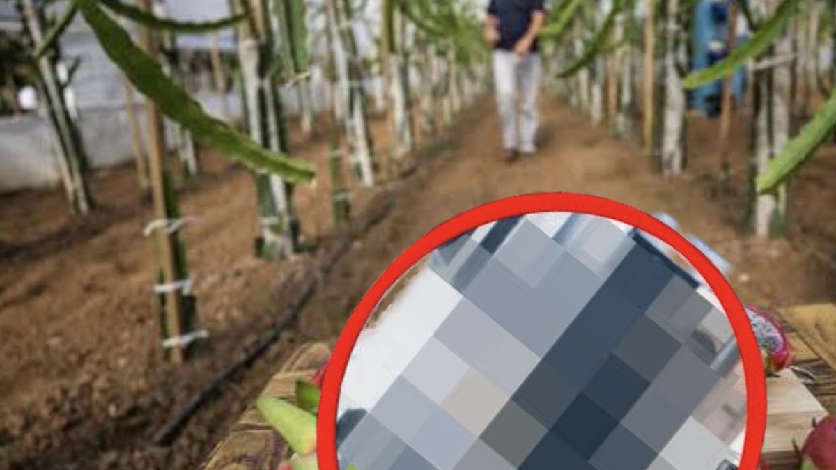 Bursa’da şeftaliye rakip geldi! Dünyanın en popüler meyvesini her yere ekiyorlar!  Gramı 100 liradan satılıyor